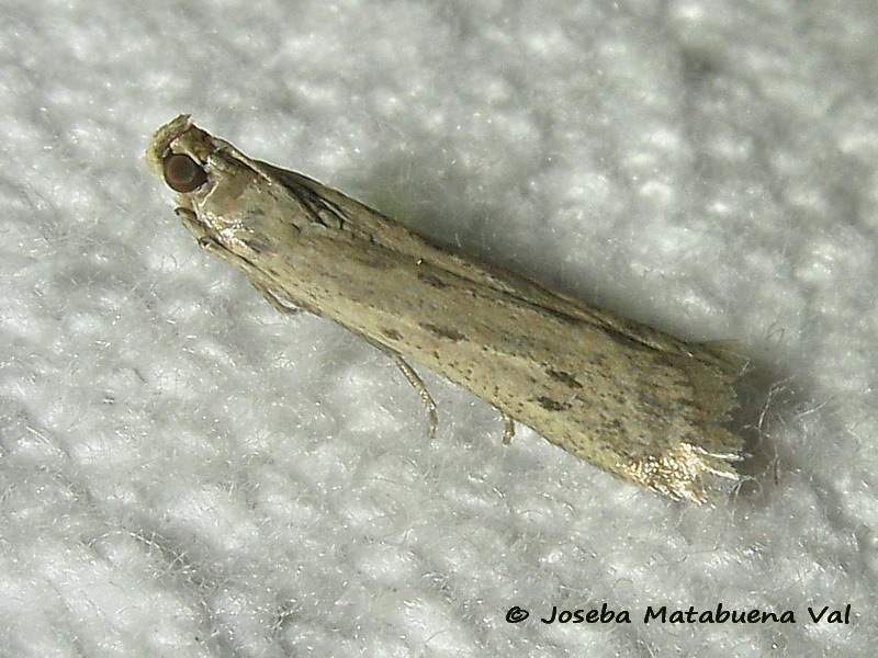 Phycitodes binaevella - Pyralidae ?